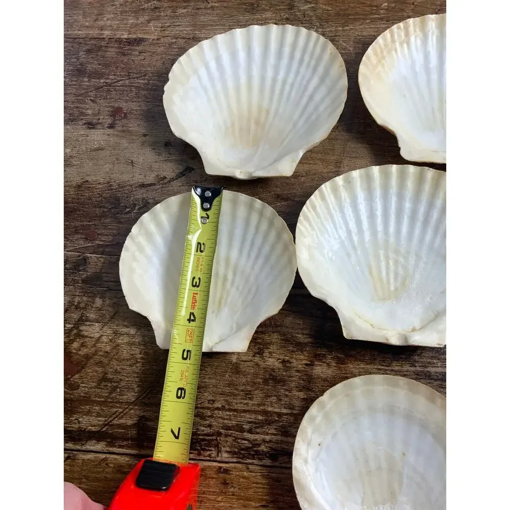 Mid Century Natural Shell Appetizer Plates set of 7
